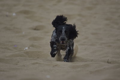 Portrait of dog running on beach