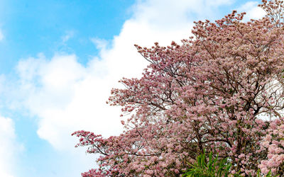 Low angle view of cherry blossom tree