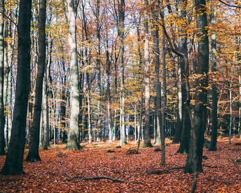 Trees in forest during autumn