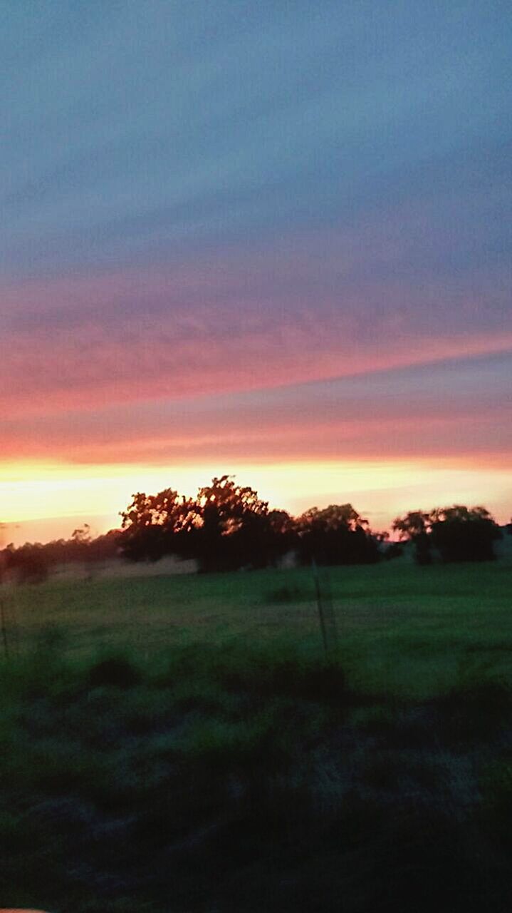 sunset, tranquil scene, tranquility, tree, sky, scenics, beauty in nature, landscape, silhouette, nature, cloud - sky, field, idyllic, orange color, growth, grass, cloud, non-urban scene, cloudy, outdoors