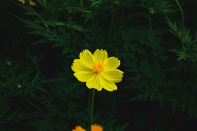 Close-up of yellow cosmos flower blooming outdoors