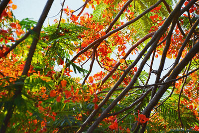 Low angle view of trees