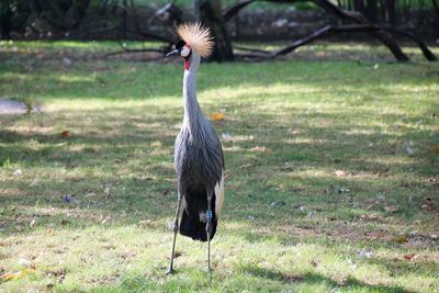 Black crowned crane standing on grass