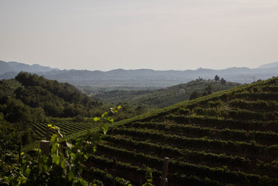 High angle view of vineyard against clear sky