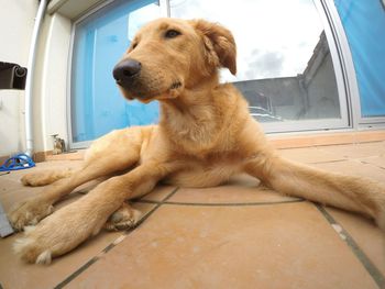 Close-up of dog sitting on window