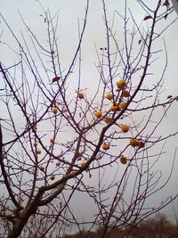 Low angle view of tree against sky