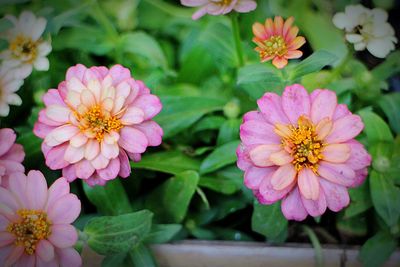 Close-up of pink flowers blooming outdoors