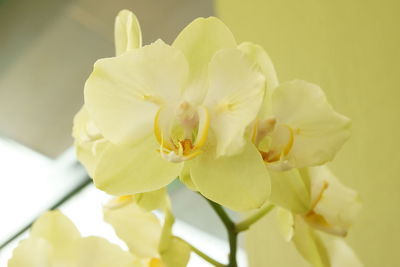 Close-up of yellow flowering plant