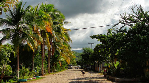 Road by palm trees against sky