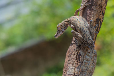 Close-up of tree trunk