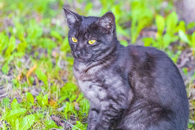 Close-up of cat