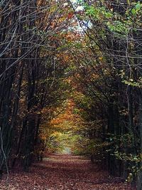 Trees in forest during autumn