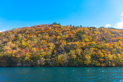 Scenic view of autumn trees against sky