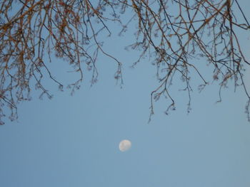 View of trees against clear blue sky