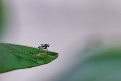 Close-up of fly on leaf