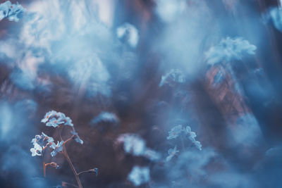 Close-up of flowering plant against sky