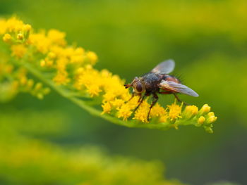 Close-up of insect on yellow flower