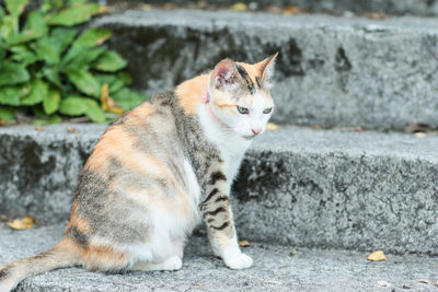 Cat looking away while sitting on retaining wall