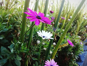 Close-up of pink flowers