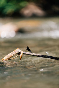 Close-up of bird flying over lake