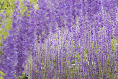 Close-up of purple flowering plants on field