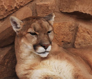 Close-up portrait of cougar relaxing outdoors