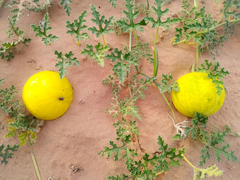 High angle view of yellow flowering plant on table