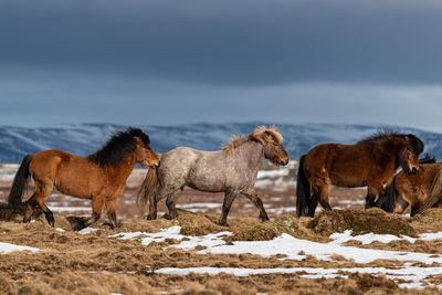 Horse standing on field