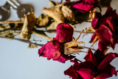 Close-up of red roses