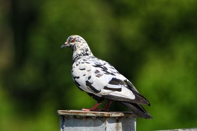 Close-up of bird perching on a plant