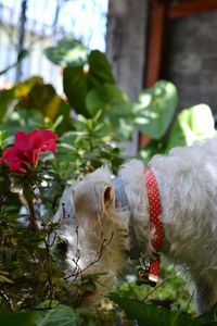 Close-up of dog with flowers on tree