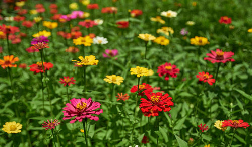 Close-up of red flowers on field