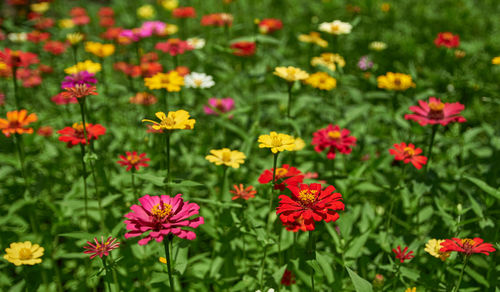 The field of colorful zinnia flowers in bloom