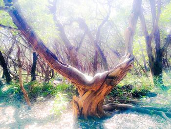 Trees growing on a tree