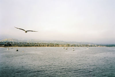 Seagulls flying over sea against sky