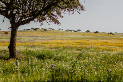 Scenic view of field against sky