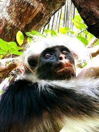 Close-up portrait of monkey on tree