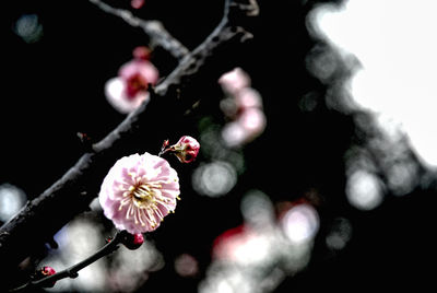 Close-up of cherry blossoms in spring