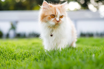 The cute persian cat is walkinng on a green grass field