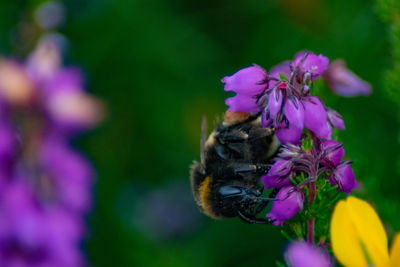 Close-up of bee pollinating on purple flower