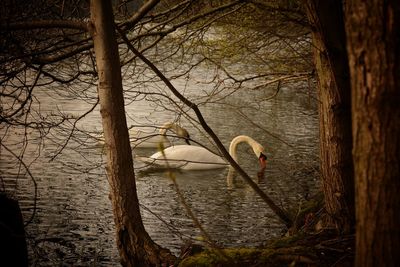 Swans on lake against bare trees