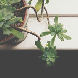 Close-up of plant growing on wall