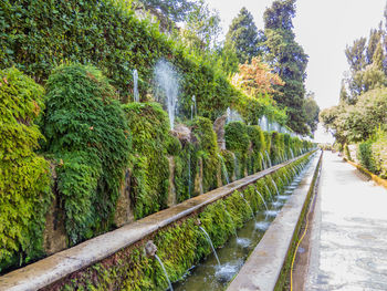 Scenic view of waterfall amidst trees