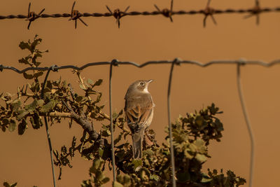 Bird perching on a tree