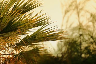 Close-up of palm tree against sky