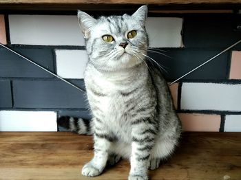 Close-up portrait of cat at home