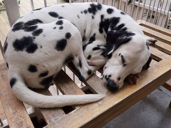 High angle view of dog sleeping
