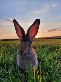 View of rabbit on field