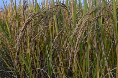 Close-up of wheat growing on field