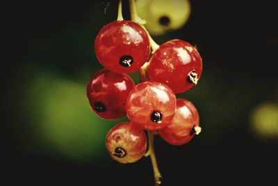 Close-up of red berries growing on tree